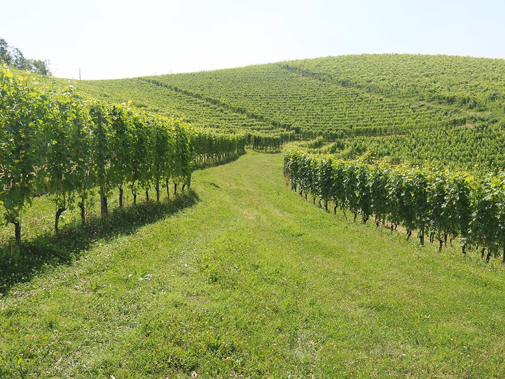 Tenuta Montanello B&B Castiglione Falletto Exteriör bild