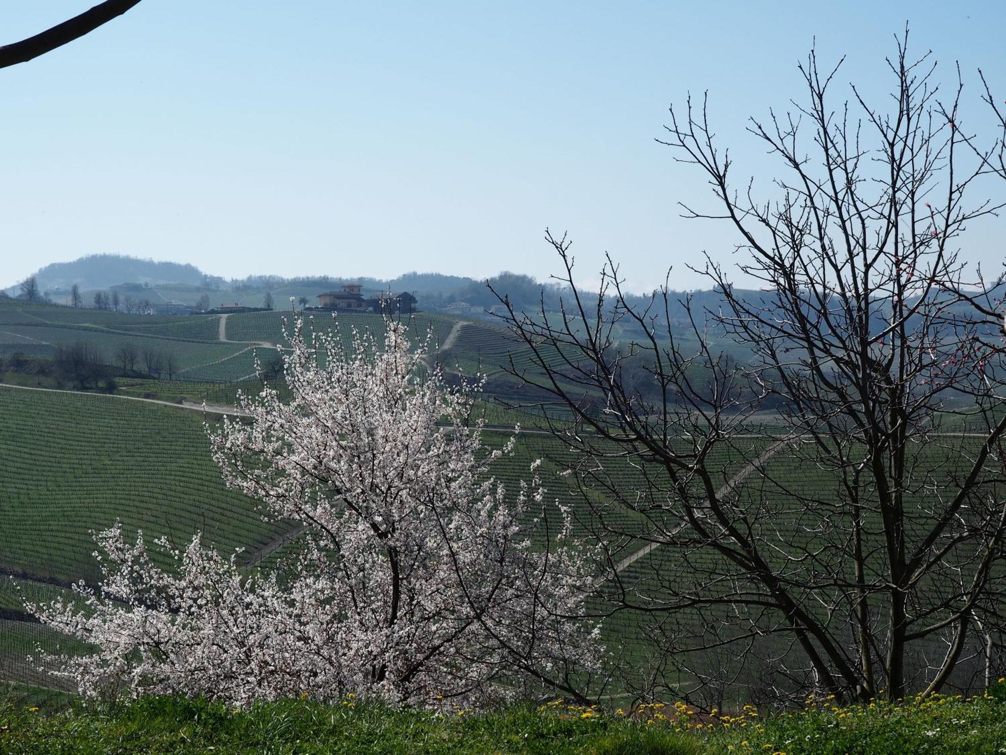 Tenuta Montanello B&B Castiglione Falletto Exteriör bild