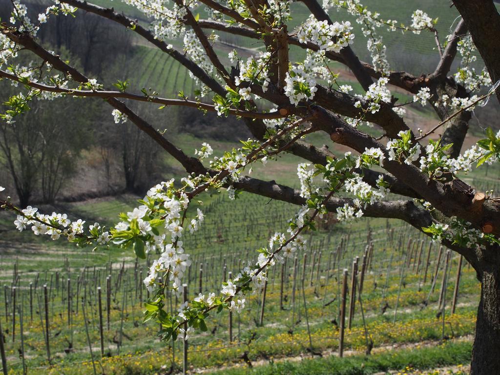 Tenuta Montanello B&B Castiglione Falletto Exteriör bild